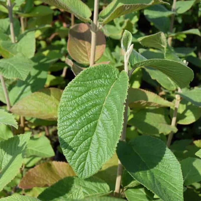 Viburnum lantana 60-80 cm